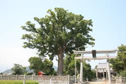 蕪崎神社のクスノキ