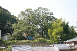 熊野神社の社叢